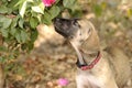 Puppy Dog Smelling Sniffing Flower Outdoors Royalty Free Stock Photo