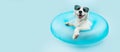 Puppy dog summer inside of a blue inflatable wearing sunglasses Royalty Free Stock Photo