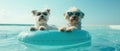 Puppy dog summer vacation inside of a ring swimming pool float. High angle view Royalty Free Stock Photo