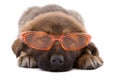 Puppy dog with sunglasses Royalty Free Stock Photo