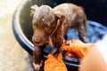 Puppy dog take a bath Royalty Free Stock Photo
