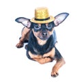 Puppy, dog, toy terrier in gold hat isolated . Portrait of dog.