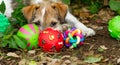 Puppy Dog Toys Royalty Free Stock Photo