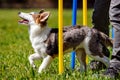 Puppy dog training with weave poles, agility train with help fro