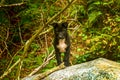 The puppy dog verry cute is standing in the forest. Mammal. Dog. Pet. Portrait. Olfactory. Canis lupus. Domestic dog. Royalty Free Stock Photo