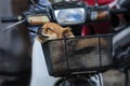 Puppy Dog Very Cute Is Sleeping In Front Of Motorbike