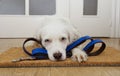 Puppy dog waiting for a walk next to the door at home with leather leash Royalty Free Stock Photo