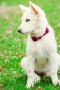 Puppy dog white fur blue eye fucsia collar Royalty Free Stock Photo