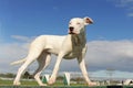 Puppy dogo argentino