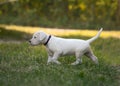 Puppy Dogo Argentino going in grass. Front view Royalty Free Stock Photo