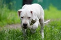 Puppy dogo argentino in the grass Royalty Free Stock Photo