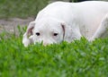 Puppy dogo argentino lying in the grass