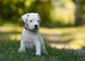 Puppy Dogo Argentino sitting in grass. Front view