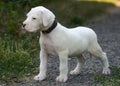 Puppy Dogo Argentino standing in grass. Front view Royalty Free Stock Photo