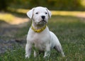 Puppy Dogo Argentino standing in grass. Front view Royalty Free Stock Photo