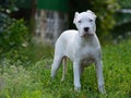 Puppy dogo argentino standing in the grass Royalty Free Stock Photo