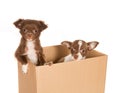 Puppy dogs in a box Royalty Free Stock Photo