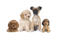 Puppy dogs in front of white background Royalty Free Stock Photo