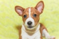 Puppy dogs not barking African dog breed basenji