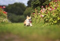 Beautiful puppy dogs a red Corgi runs quickly along a green path in a summer blooming garden with his tongue hanging out