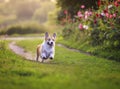 Puppy dogs a red Corgi runs quickly along a green path in a summer blooming garden with his tongue hanging out on the green grass Royalty Free Stock Photo