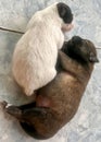 Puppy Dogs Sleeping Well