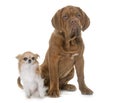 Puppy Dogue de Bordeaux and chihuahua Royalty Free Stock Photo