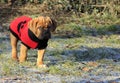 Puppy Dogue de Bordeaux