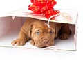 Puppy of Dogue de Bordeaux (French mastiff) Royalty Free Stock Photo