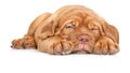 Puppy of Dogue de Bordeaux (French mastiff) Royalty Free Stock Photo