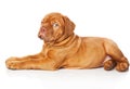 Puppy of Dogue de Bordeaux (French mastiff) Royalty Free Stock Photo
