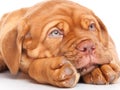 Puppy of Dogue de Bordeaux (French mastiff)