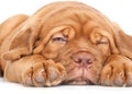 Puppy of Dogue de Bordeaux (French mastiff) Royalty Free Stock Photo