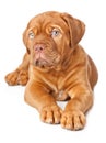 Puppy of Dogue de Bordeaux (French mastiff)