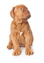 Puppy of Dogue de Bordeaux (French mastiff) Royalty Free Stock Photo