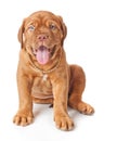 Puppy of Dogue de Bordeaux (French mastiff)