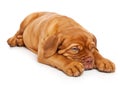 Puppy of Dogue de Bordeaux (French mastiff) Royalty Free Stock Photo