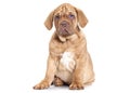 Puppy of Dogue de Bordeaux (French mastiff) Royalty Free Stock Photo