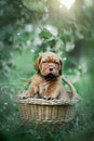 Puppy dogue de bordeaux