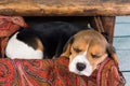 Puppy in drawer Royalty Free Stock Photo