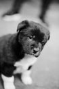 The puppy draws the black and white photographs of the lovely small ears