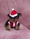 A Puppy Dressed in a Santa Suit