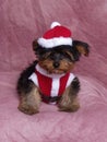 A Puppy Dressed in a Santa Suit