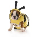 Puppy dressed up like a bee Royalty Free Stock Photo