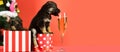 Puppy drink champagne. Funny pyppy dog with champagne. Puppy and gift boxes on new year background, christmas. Funny