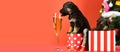 Puppy drink champagne. Funny pyppy dog with champagne. Puppy and gift boxes on new year background, christmas. Funny