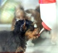 Puppy drinks water