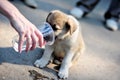 Puppy drinks water