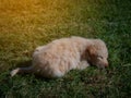 The puppy sleeping under the sun