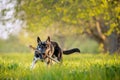 Puppy East European Shepherd runs with a stick in the summer forest Royalty Free Stock Photo